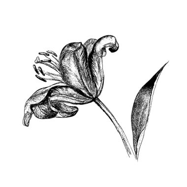 Tek elle çizilmiş lily çiçek kök ve yaprakları, yan görünümü ile vektör illüstrasyon izole beyaz arka plan üzerinde kroki
