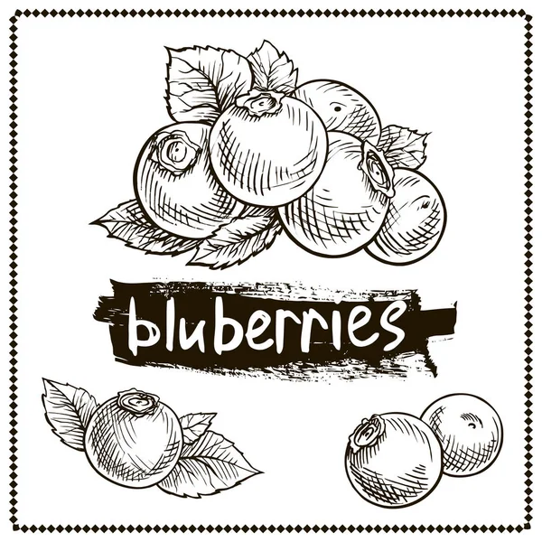 Blueberry Éléments Graphiques Dessinés Main Noir Blanc Ensemble Baies Sauvages — Image vectorielle