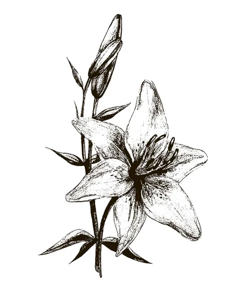 Contour Vectoriel Noir Fleurs Lis Isolées Sur Fond Blanc — Image vectorielle