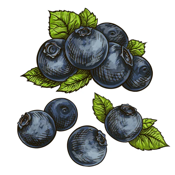 Arándanos Dulce Fruta Bayas Del Bosque Vector Iconos Conjunto Ilustración — Vector de stock