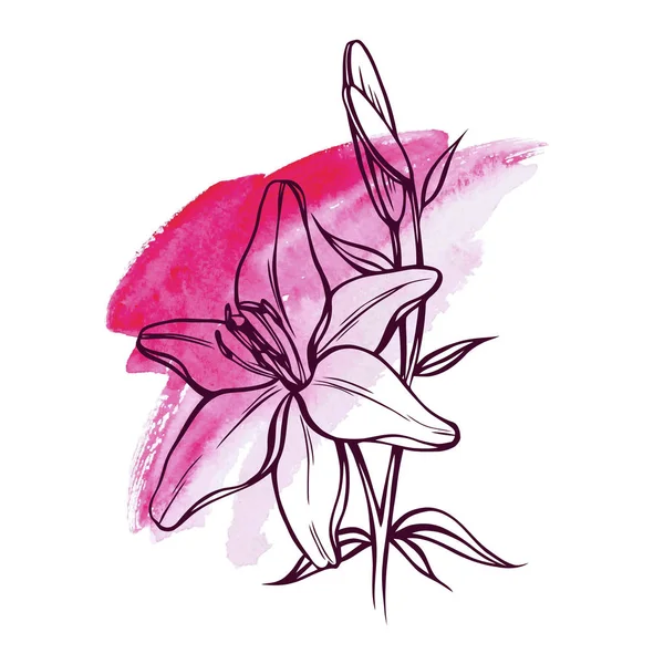 デザイン ベクトル イラストの花とつぼみのユリ — ストックベクタ