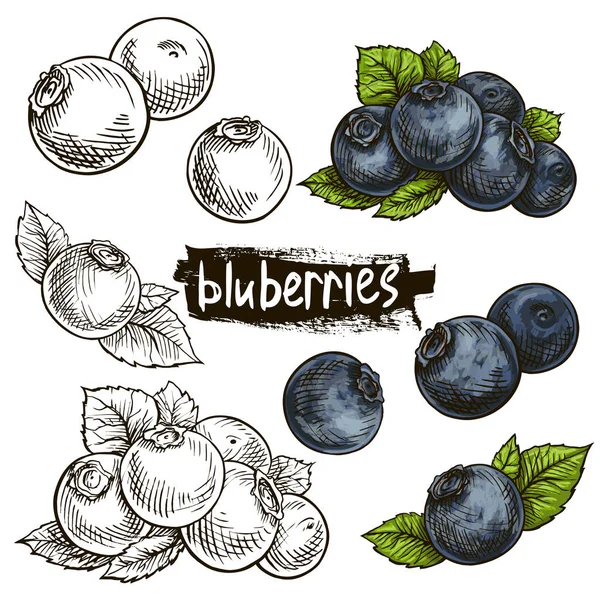Borůvky Ručně Kreslená Ilustrace Wild Berries Set — Stockový vektor