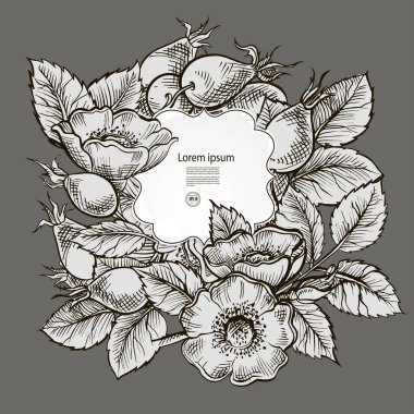 Arka plan ile Kuşburnu şube gül, meyveler, çiçekler ve bırakır. Köpek Rose. Kozmetik ve tıbbi bitki. Vektör el çizilen illüstrasyon.