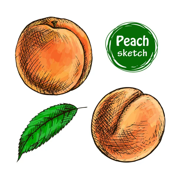 Dessin Vectoriel Pêche Dessinée Main Isolée Feuilles Fruits Été Illustration — Image vectorielle