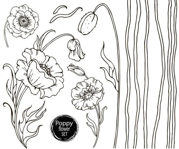 Amapola Flor Vector Dibujo Conjunto Planta Hojas Silvestres Aisladas Ilustración — Vector de stock