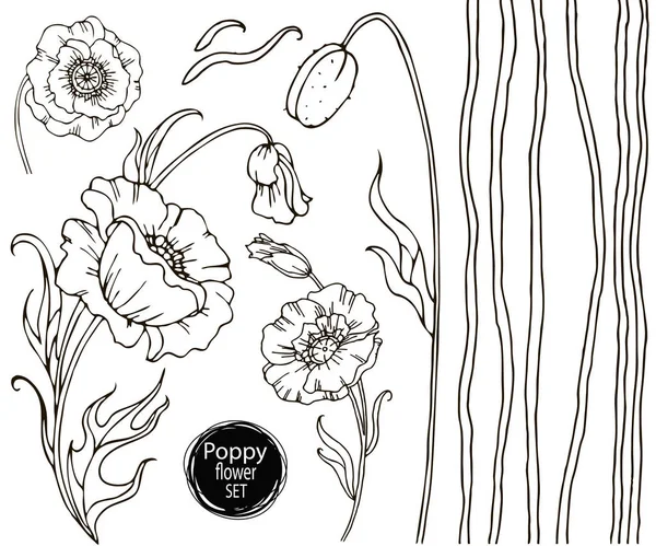 Poppy Flor Vetor Desenho Conjunto Planta Selvagem Isolada Folhas Herbal — Vetor de Stock