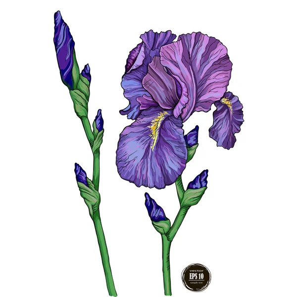 Sommar Trädgård Iris Blommor Vektorillustration — Stock vektor