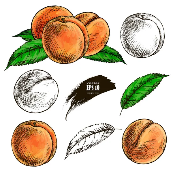 Vruchten Perzik Instellen Hand Getekende Llustration Realistische Sketch — Stockvector