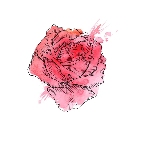 Aquarell Handgezeichnete Rote Rose — Stockvektor