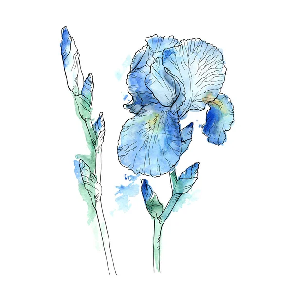 白い背景に分離された庭のアイリスの花 — ストックベクタ