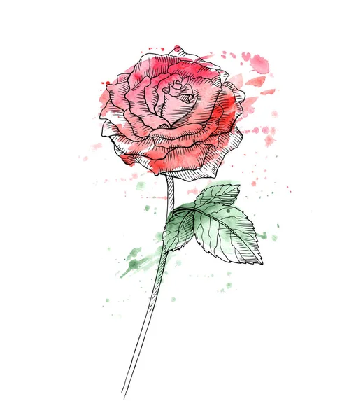 Aquarelle Dessinée Main Rose — Image vectorielle