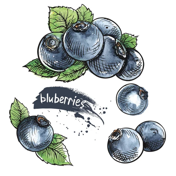 Handgezeichnetes Set aus Blaubeeren — Stockvektor