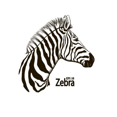 Zebra güzel hayvan deseni