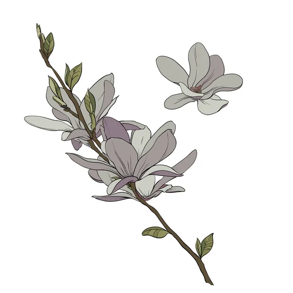 Dibujo vector magnolia — Vector de stock