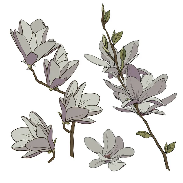 花とマグノリアの枝の色の描画 — ストックベクタ