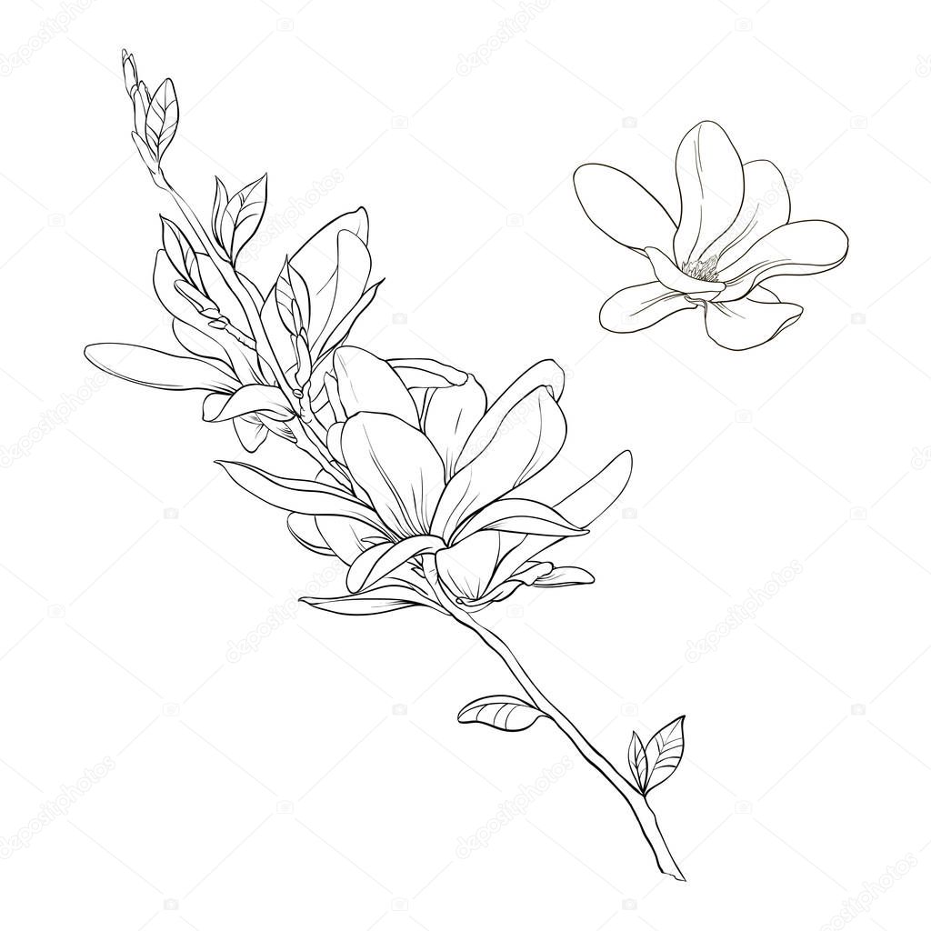 magnolia linear pattern