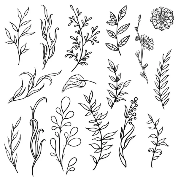 Collection Fleurs Plantes Dessinées Main Illustrations Vectorielles Monochromes Dans Style — Image vectorielle