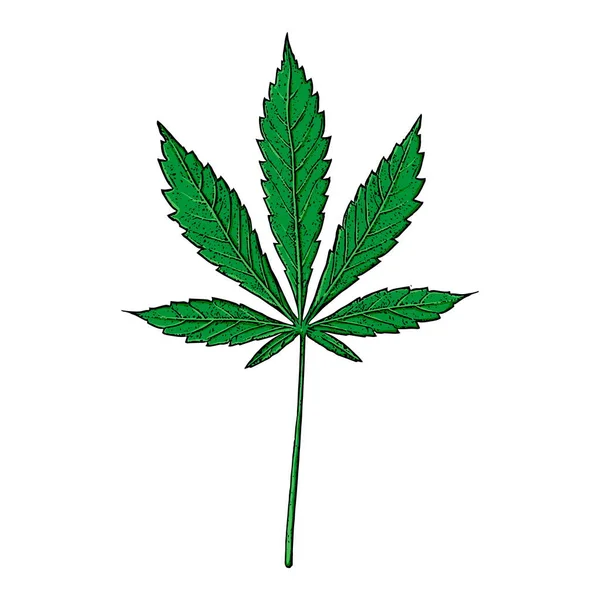 Arkusz Konopi Jest Izolowany Białym Tle Marihuana Liść Konopi — Wektor stockowy