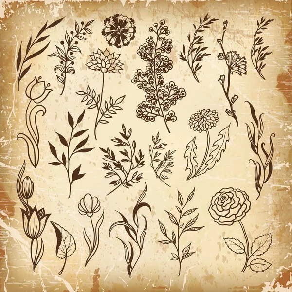 Eléments Floraux Dessinés Main Pour Votre Design Fleurs Herbes Feuilles — Image vectorielle