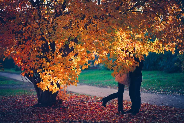 Os amantes se beijam sob a árvore de outono . — Fotografia de Stock