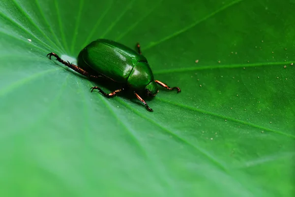 Bug Verde Folha Lótus — Fotografia de Stock