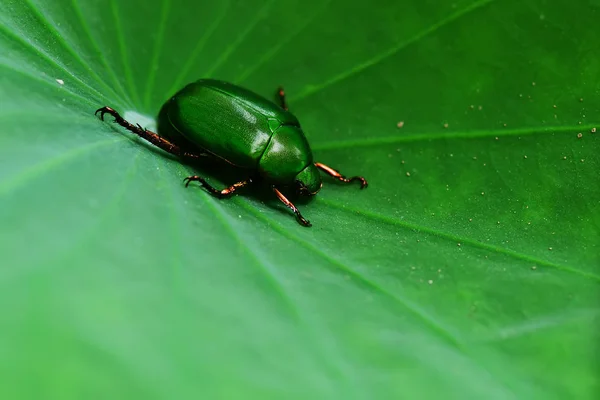 Grüne Wanze Auf Dem Lotusblatt — Stockfoto