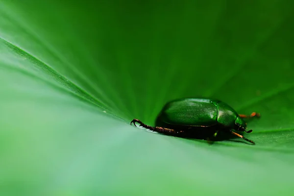 Bug Verde Folha Lótus — Fotografia de Stock