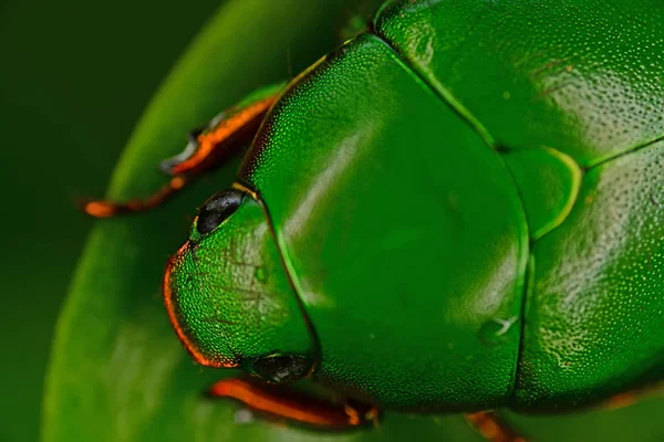 Scarabeo Verde Sulla Foglia — Foto Stock