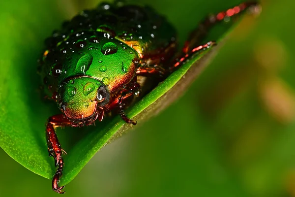 Gotas Água Besouro — Fotografia de Stock