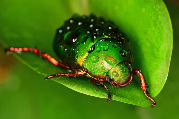 Wassertropfen Auf Den Käfer — Stockfoto