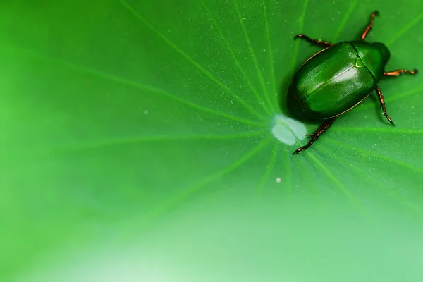 Bug Verde Folha Lótus — Fotografia de Stock