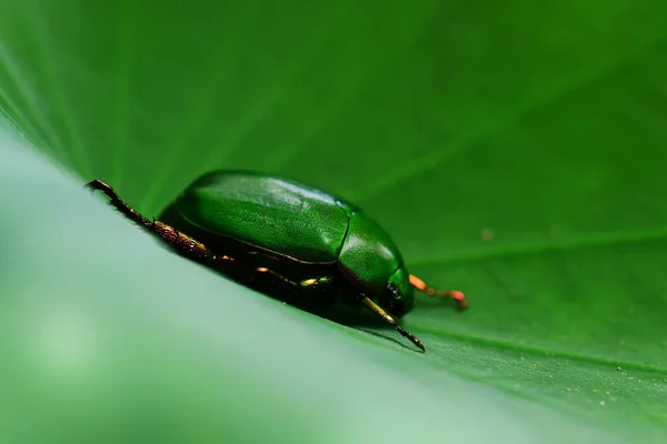 Zöld Bug Lótusz Levél — Stock Fotó