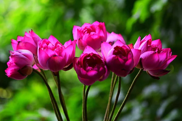 Fleurs Lotus Rose Dans Fond Vert — Photo