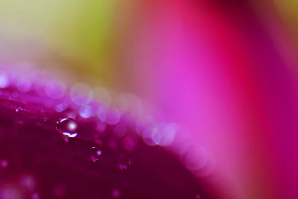 Вода Падає Квітку Лотоса — стокове фото