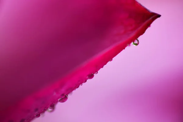 Gotas Agua Loto Rosa — Foto de Stock