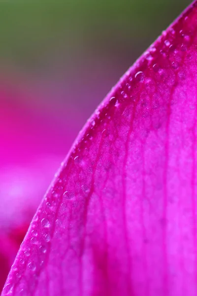 Вода Падає Рожевий Лотос — стокове фото