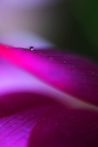 Капли Воды Розовый Лотос — стоковое фото
