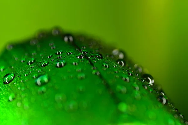 绿虫的水滴 — 图库照片