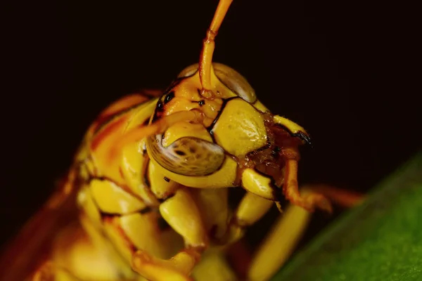 葉の上の蜂 — ストック写真