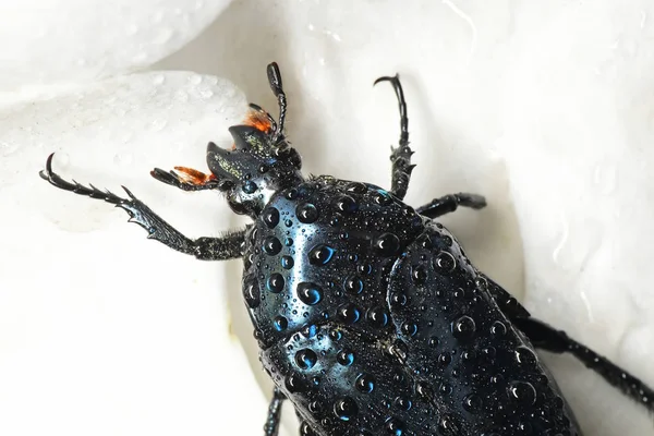 黒いカブトムシに水滴 — ストック写真