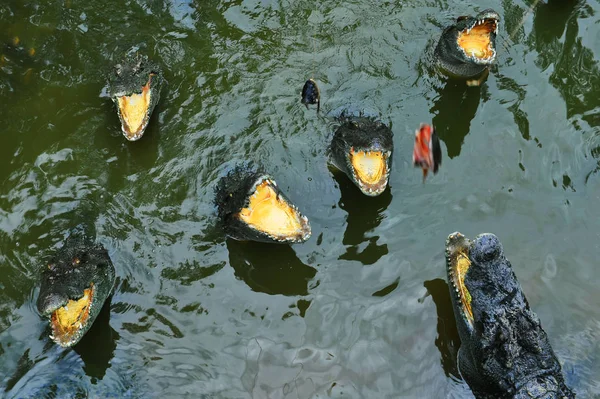 Krokodillen Het Water Wachten Bijten — Stockfoto