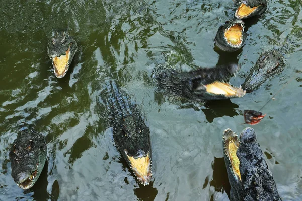 Krokodillen Het Water Wachten Bijten — Stockfoto