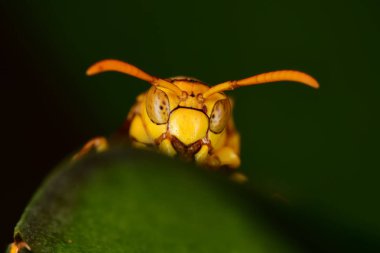 Koyu arka planda sarı arı yakın çekim