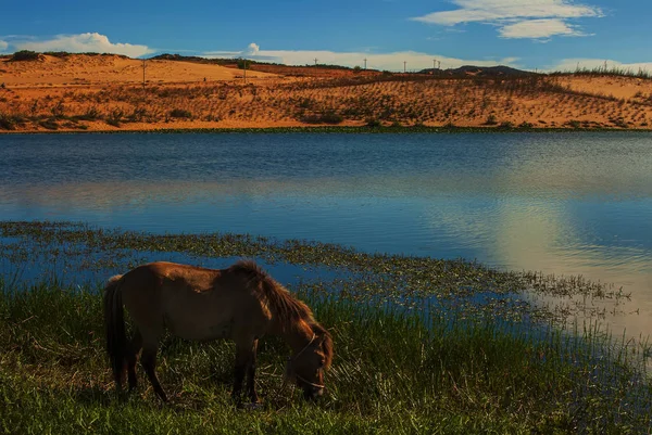 Cavalo Campo Pôr Sol — Fotografia de Stock