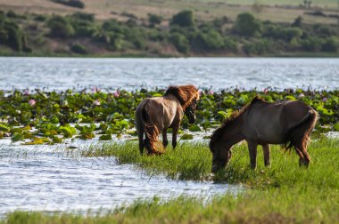 Gün batımında sahada bir çift at