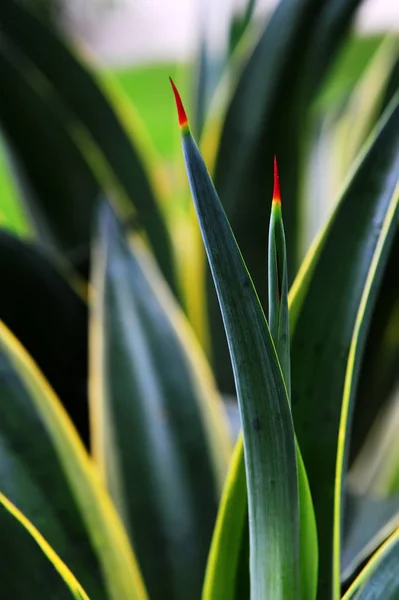 Scharfes Laub Garten — Stockfoto