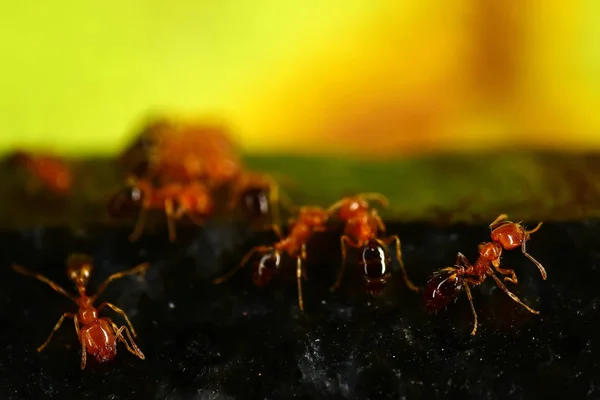 Κόκκινα Μυρμήγκια Στη Σκοτεινή Γρανίτη Πέτρα — Φωτογραφία Αρχείου