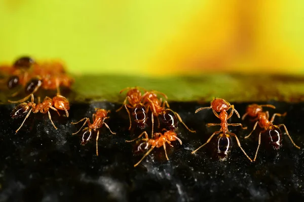 Κόκκινα Μυρμήγκια Στη Σκοτεινή Γρανίτη Πέτρα — Φωτογραφία Αρχείου