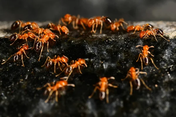 Hormigas Rojas Piedra Granito Oscuro —  Fotos de Stock