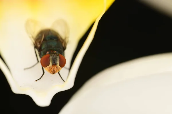 Voler Sur Des Pétales Fleurs Blanches — Photo